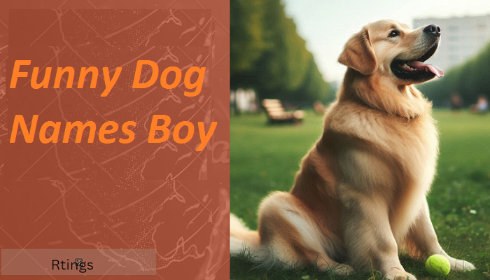 Funny Dog Names Boy