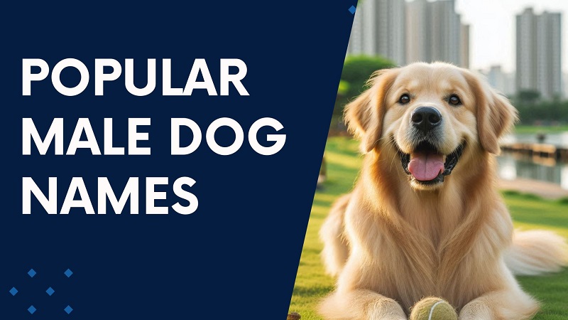 Popular Male Dog Names