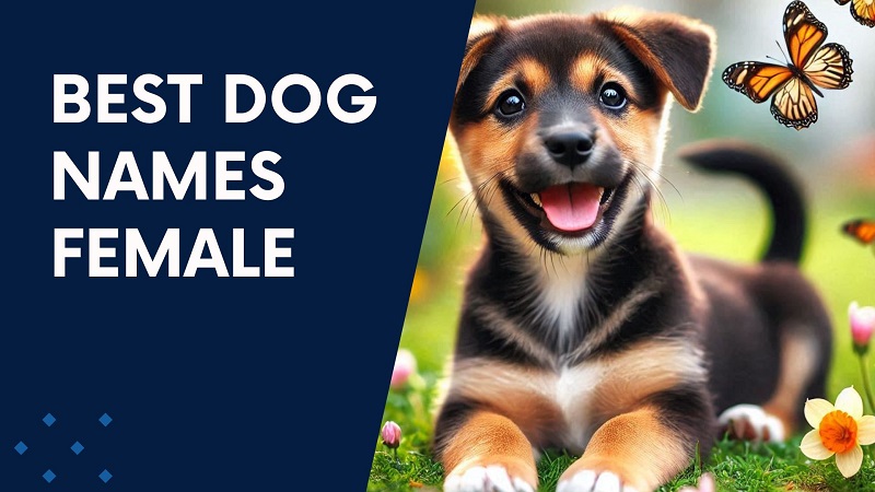 Best Dog Names Female