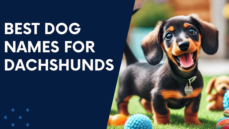 Best Dog Names For Dachshunds