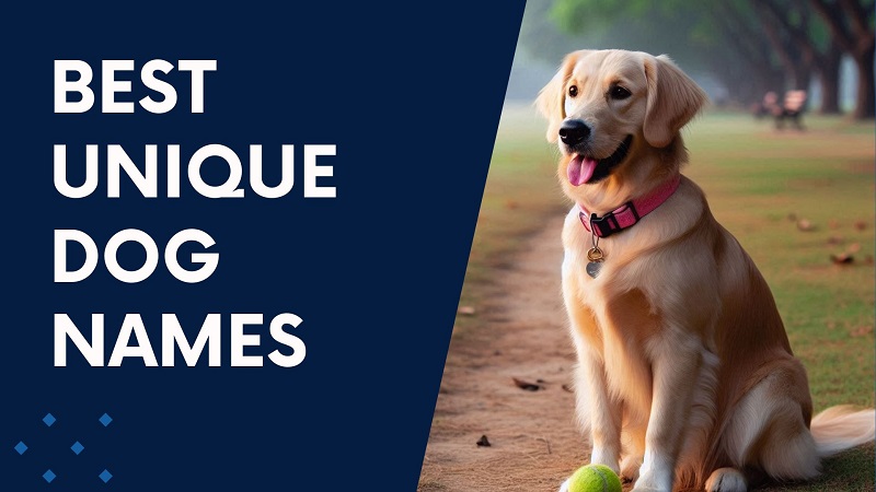 Best Unique Dog Names