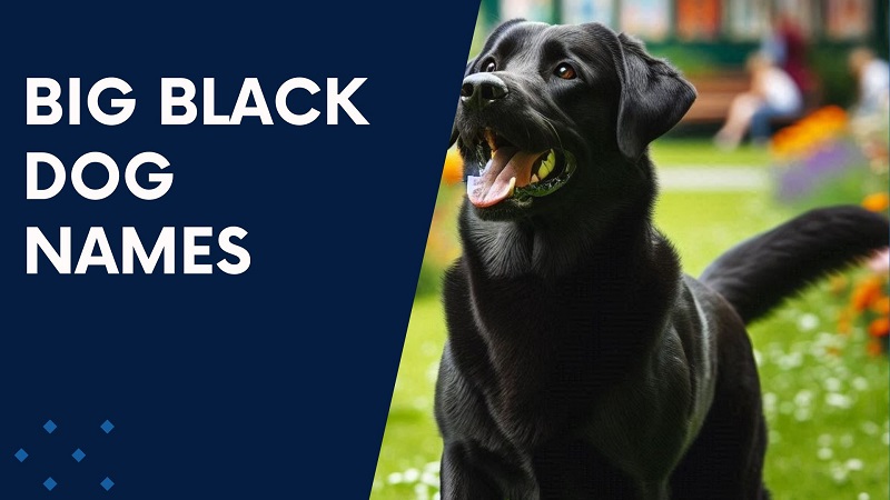 Big Black Dog Names