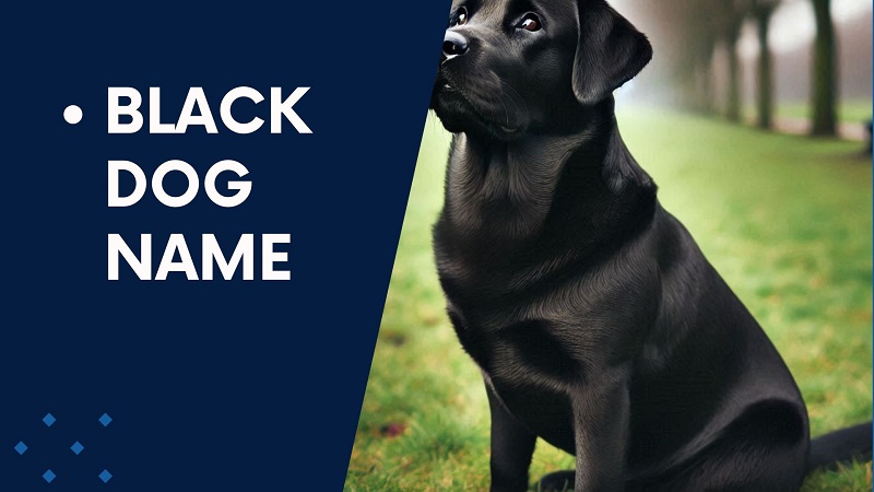 Black Dog Names