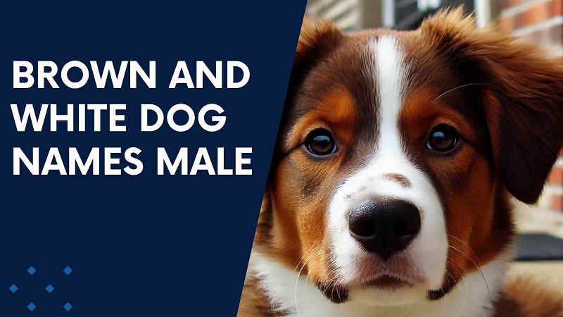 Brown and White Dog Names Male