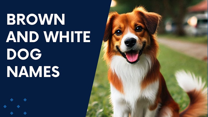 Brown and White Dog Names