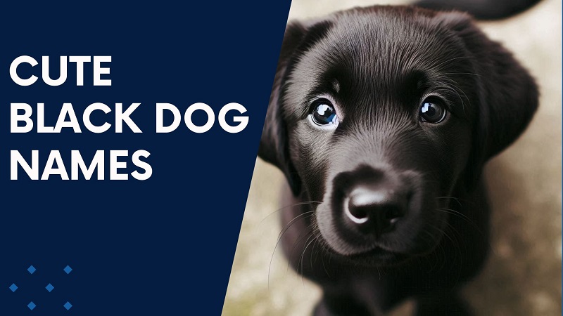 Cute Black Dog Names