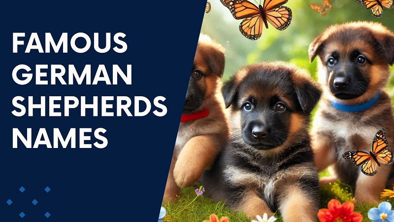 Famous German Shepherds Names