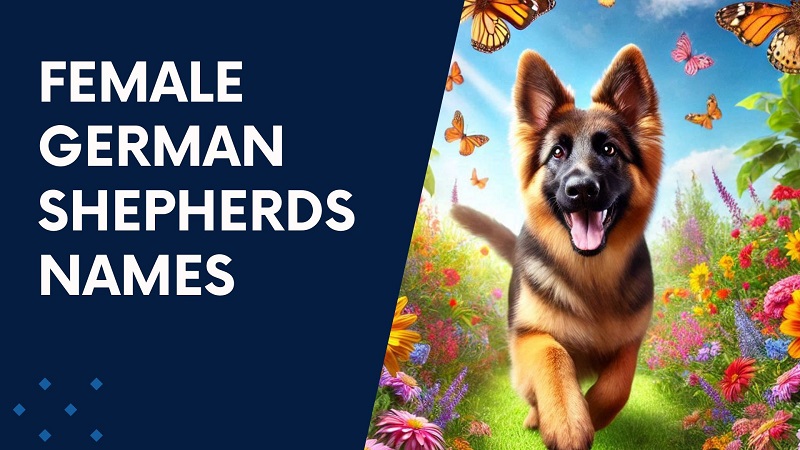 Female German Shepherds Names