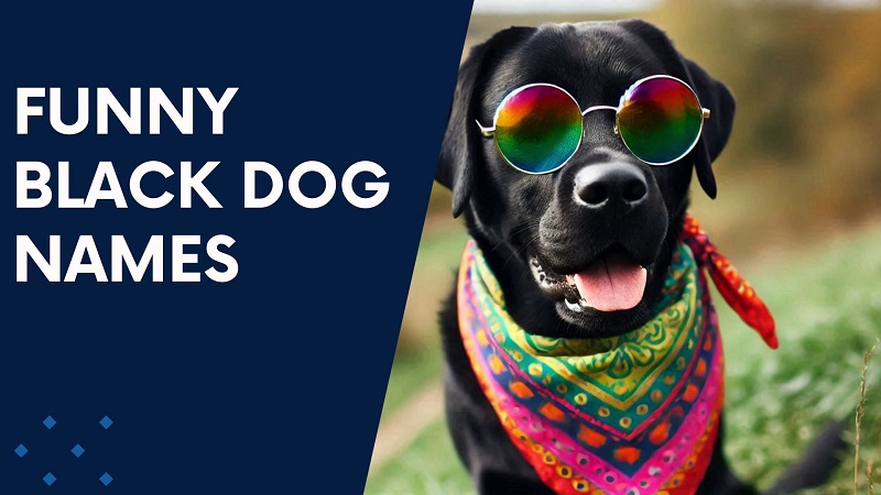 Funny Black Dog Names