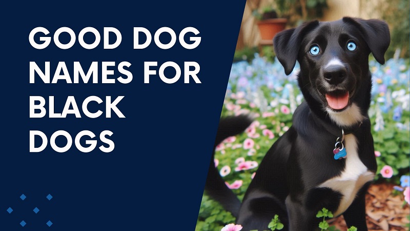 Good Dog Names For Black Dogs