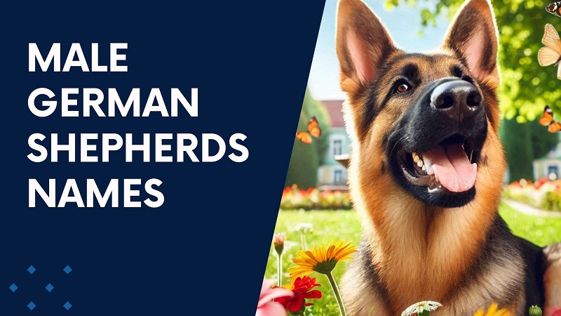 Male German Shepherds Names