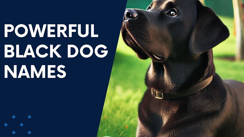 Powerful Black Dog Names